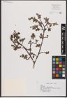 Foto von Salix L.